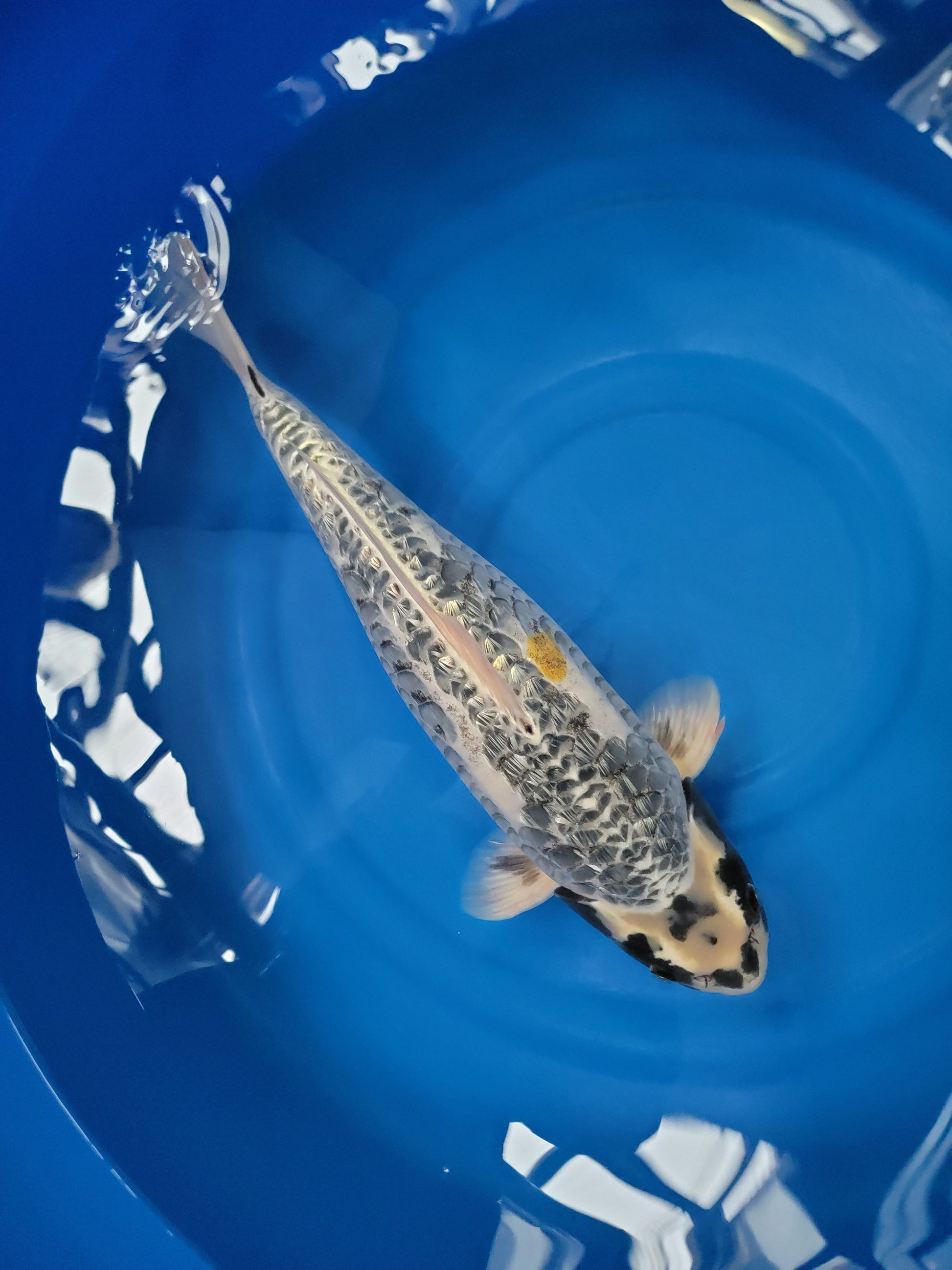 Koi fish for sale — 55 cm Takatatsu Metallic Doitsu Ginrin Aragoke at ChampKoi