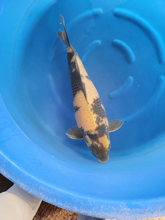 Koi fish for sale — 65 cm Marusei Ki Utsuri at ChampKoi