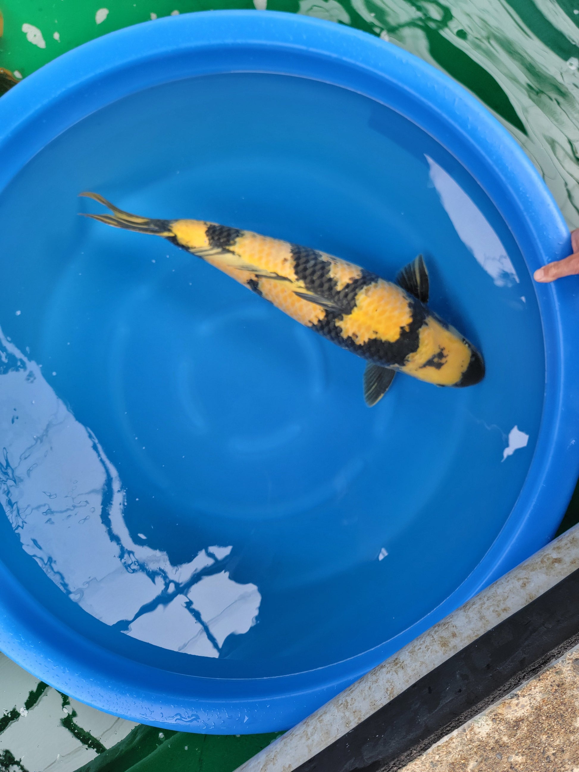Koi fish for sale — 85 cm Otsuka Ki Utsuri at ChampKoi