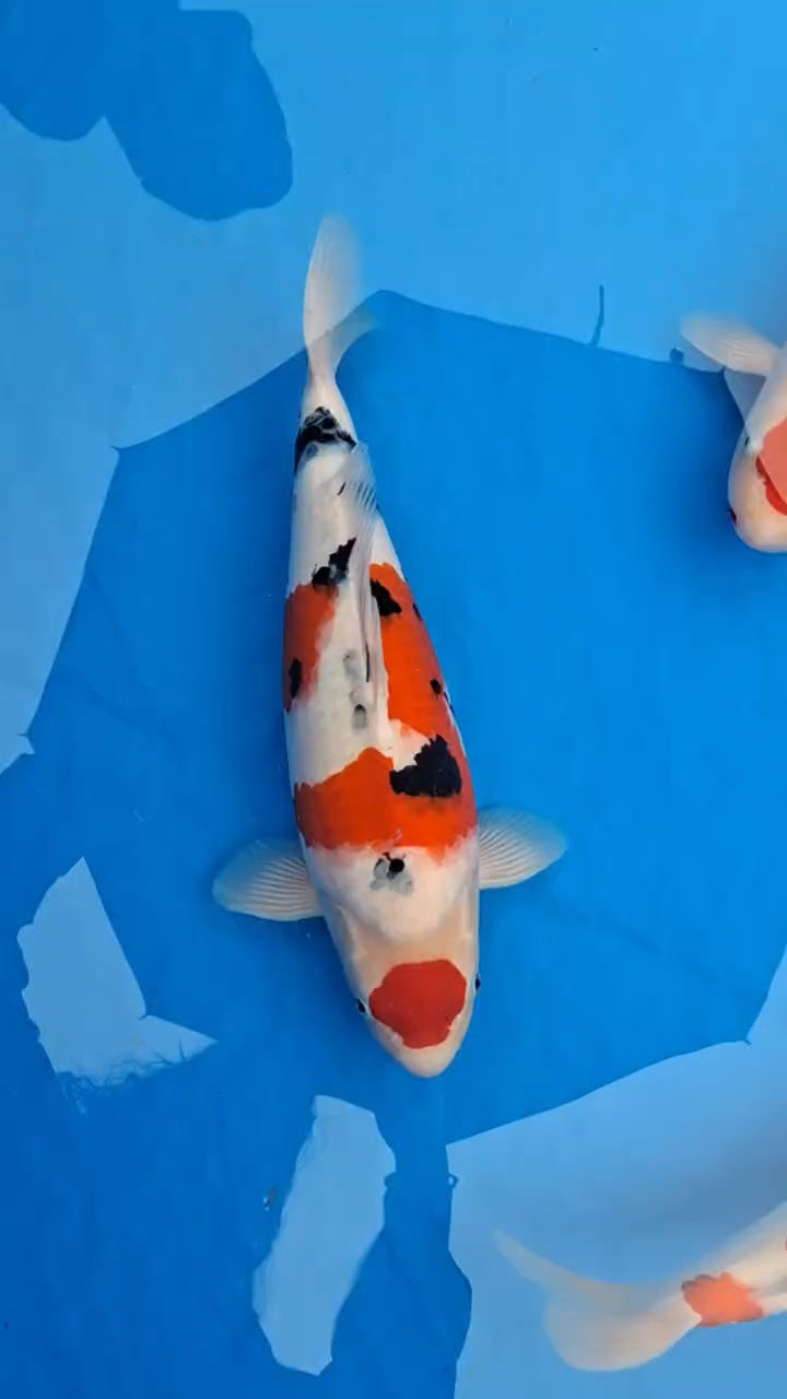 Koi fish for sale — 50 cm Saito Sanke at ChampKoi