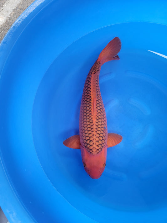 Koi fish for sale — 57 cm Otsuka Aka Matsuba at ChampKoi