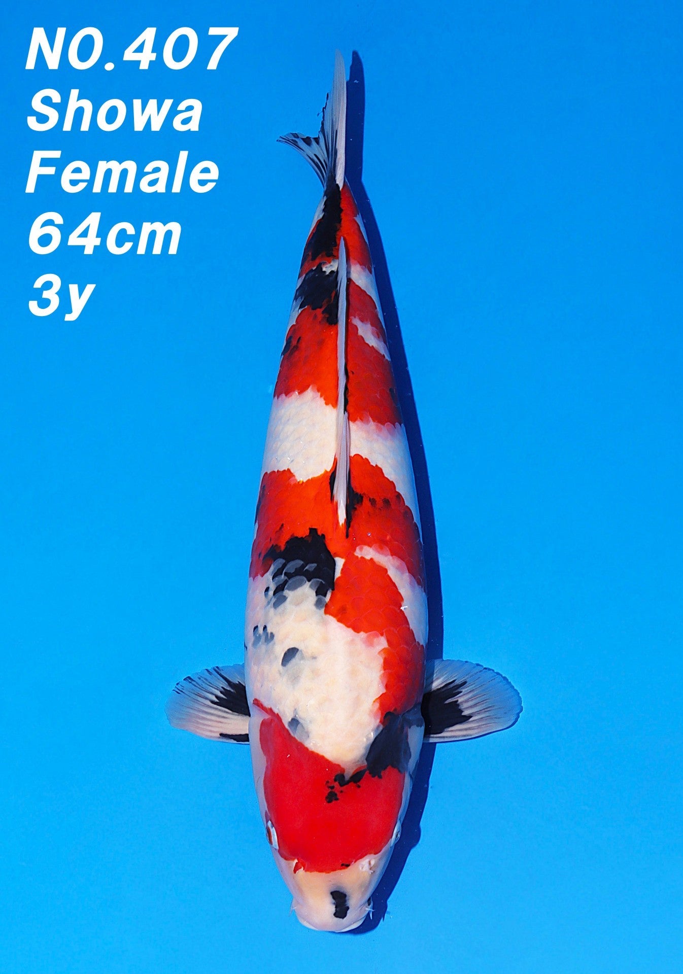 Koi fish for sale — 64 cm Nogami Showa at ChampKoi