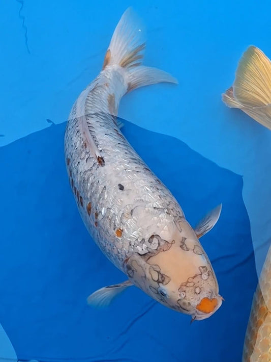 Koi fish for sale — 65 cm Saito Ginrin Kogane Ochiba at ChampKoi