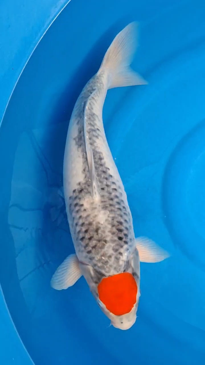 Koi fish for sale — 57 cm Kanno Tancho Goshike at ChampKoi