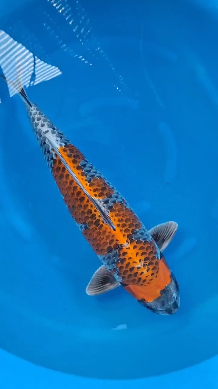 Koi fish for sale — 70 cm Kanno Red Kogane Ochiba at ChampKoi