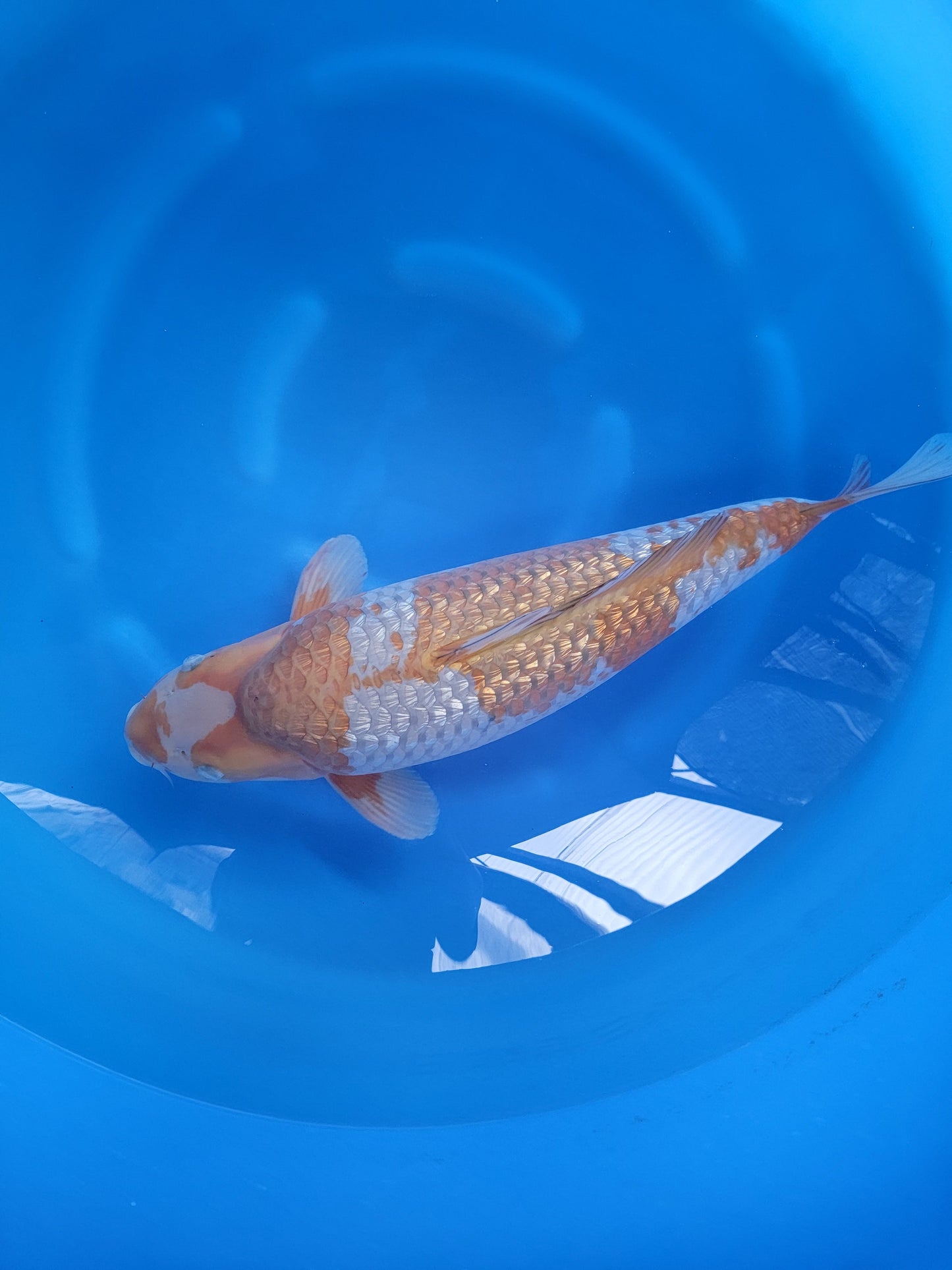 Koi fish for sale — 64 cm Ozumi Ikarashi Ginrin Ochiba at ChampKoi
