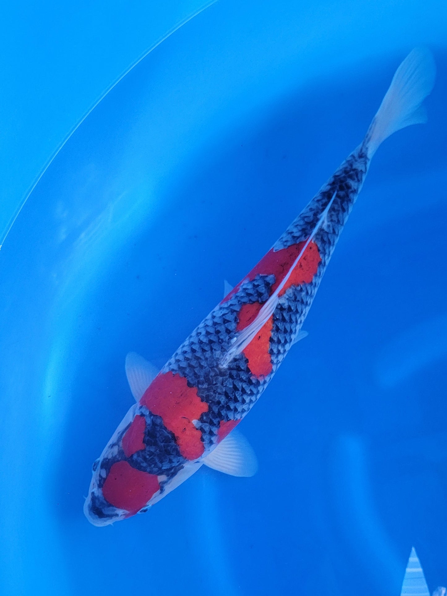 Koi fish for sale — 55 cm Ozumi Ikarashi Goshike at ChampKoi
