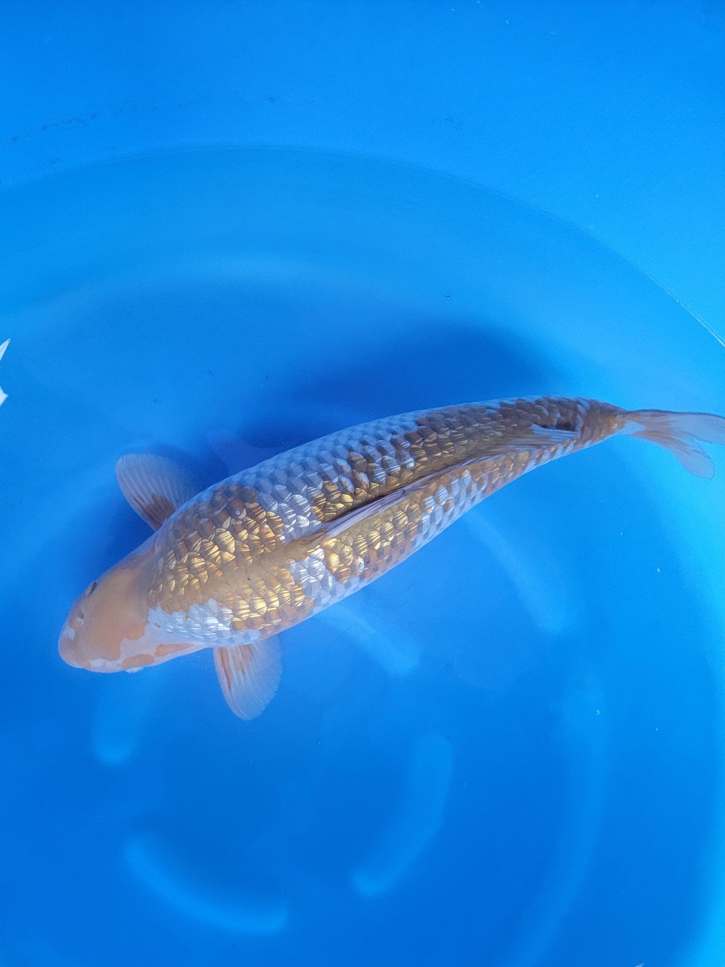 Koi fish for sale — 63 cm Ozumi Ikarashi Ginrin Goshike at ChampKoi