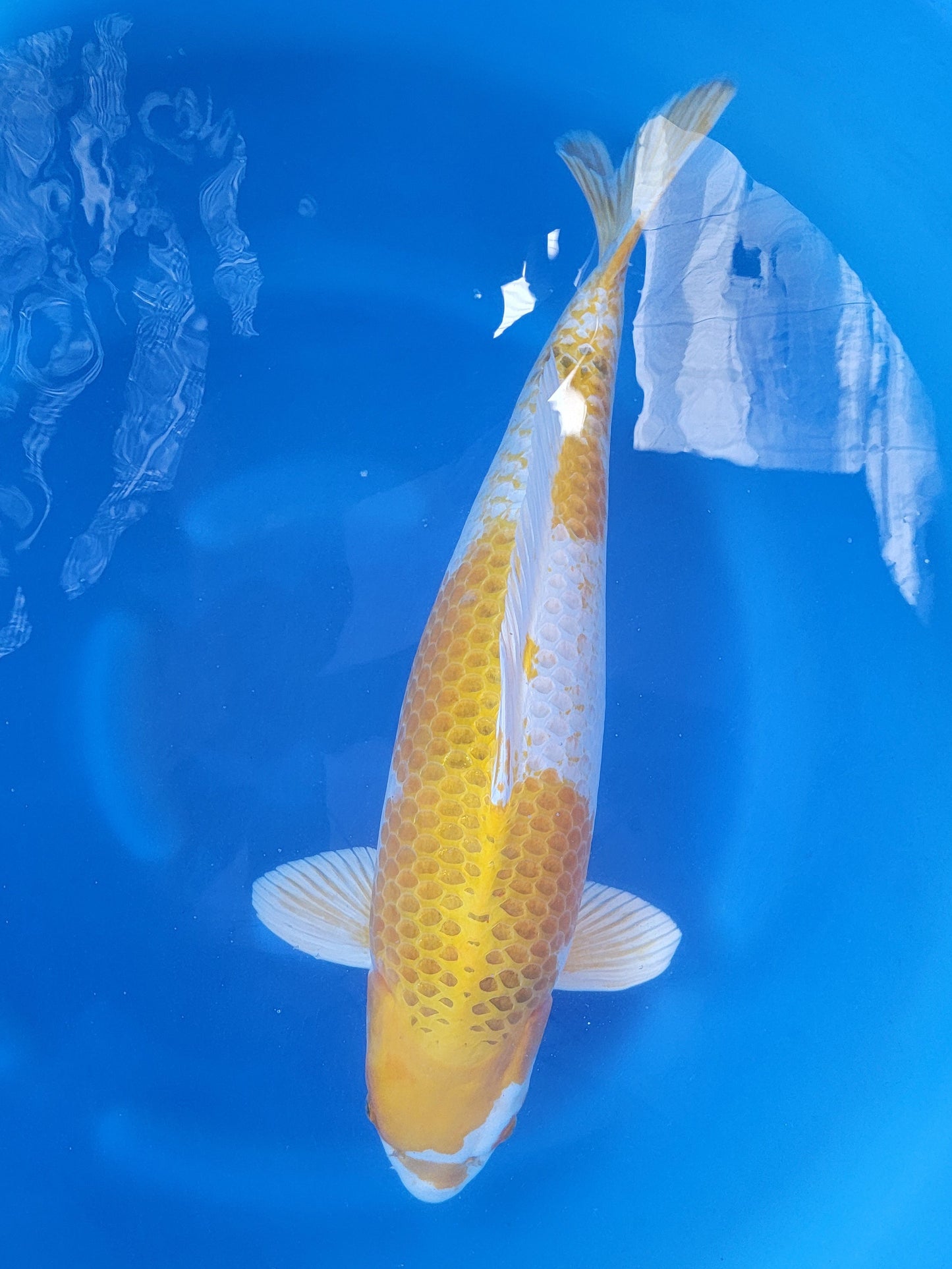 Koi fish for sale — 69 cm Ozumi Ikarashi Yellow Kujaku at ChampKoi
