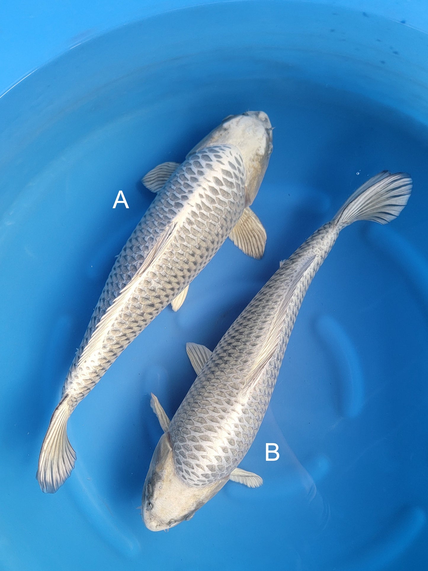 Koi fish for sale — undefined-undefined cm Marusei Mukashi Ogon at ChampKoi