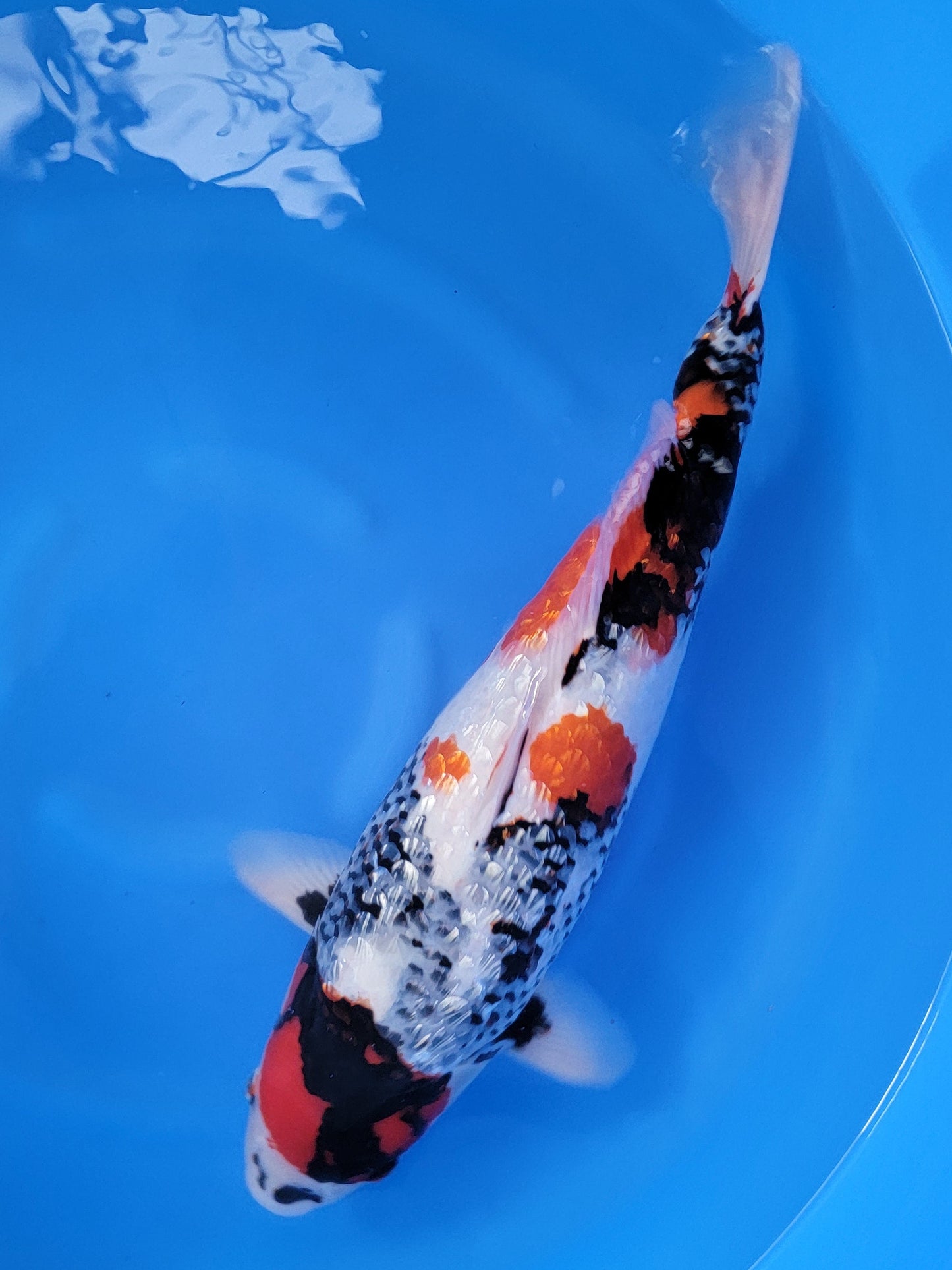 Koi fish for sale — 56 cm Shinoda Ginrin Showa at ChampKoi
