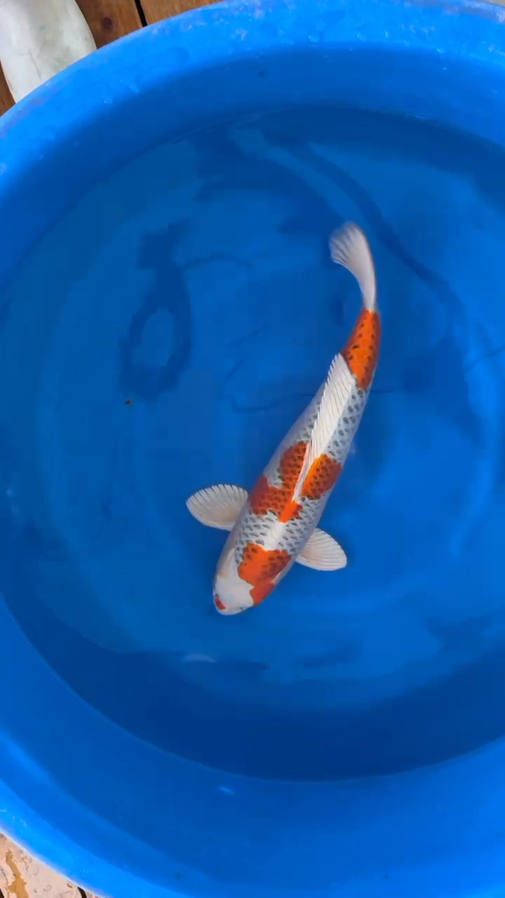 Koi fish for sale — 55 cm Ogata Kujaku at ChampKoi