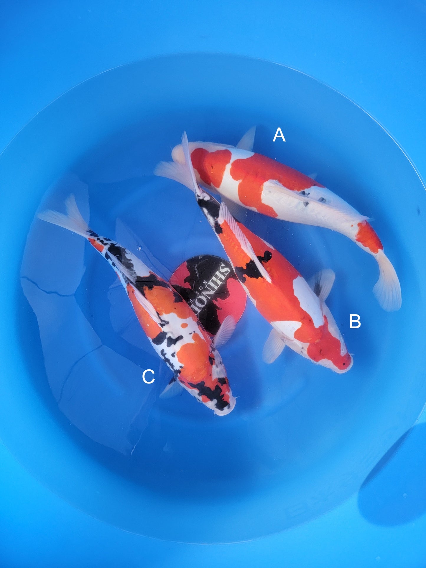 Koi fish for sale — 44-46 cm Shinoda Doitsu Showa at ChampKoi