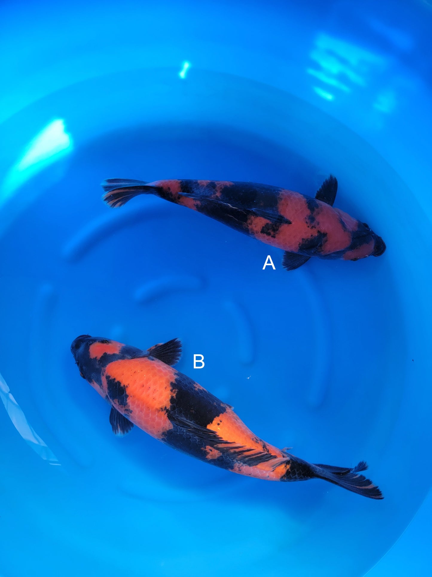 Koi fish for sale — undefined-undefined cm Shinoda Hi Utsuri at ChampKoi