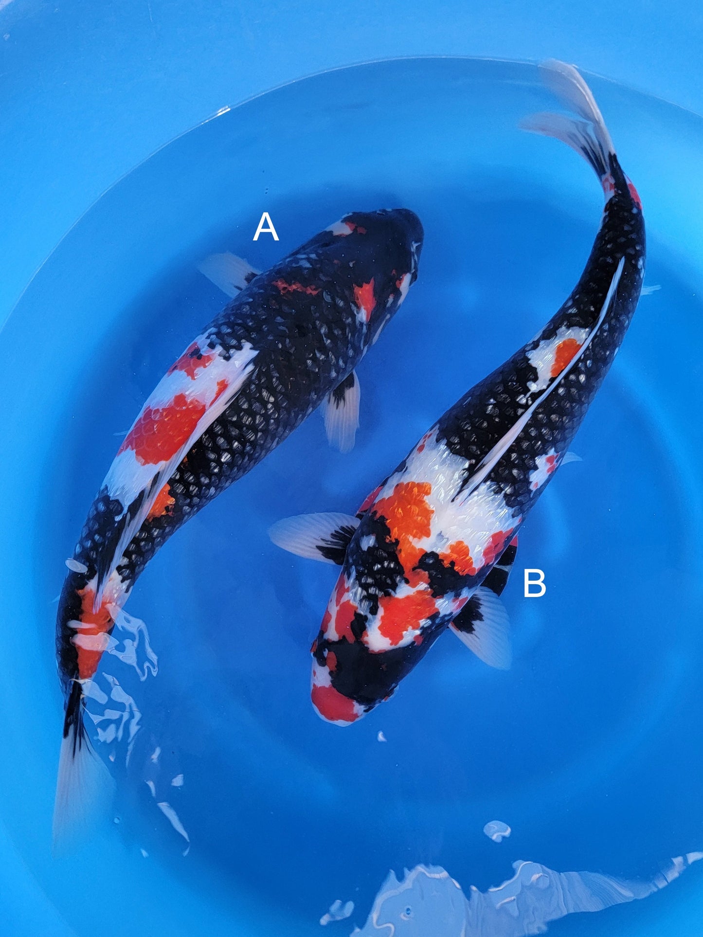 Koi fish for sale — undefined-undefined cm Shinoda Ginrin Showa at ChampKoi