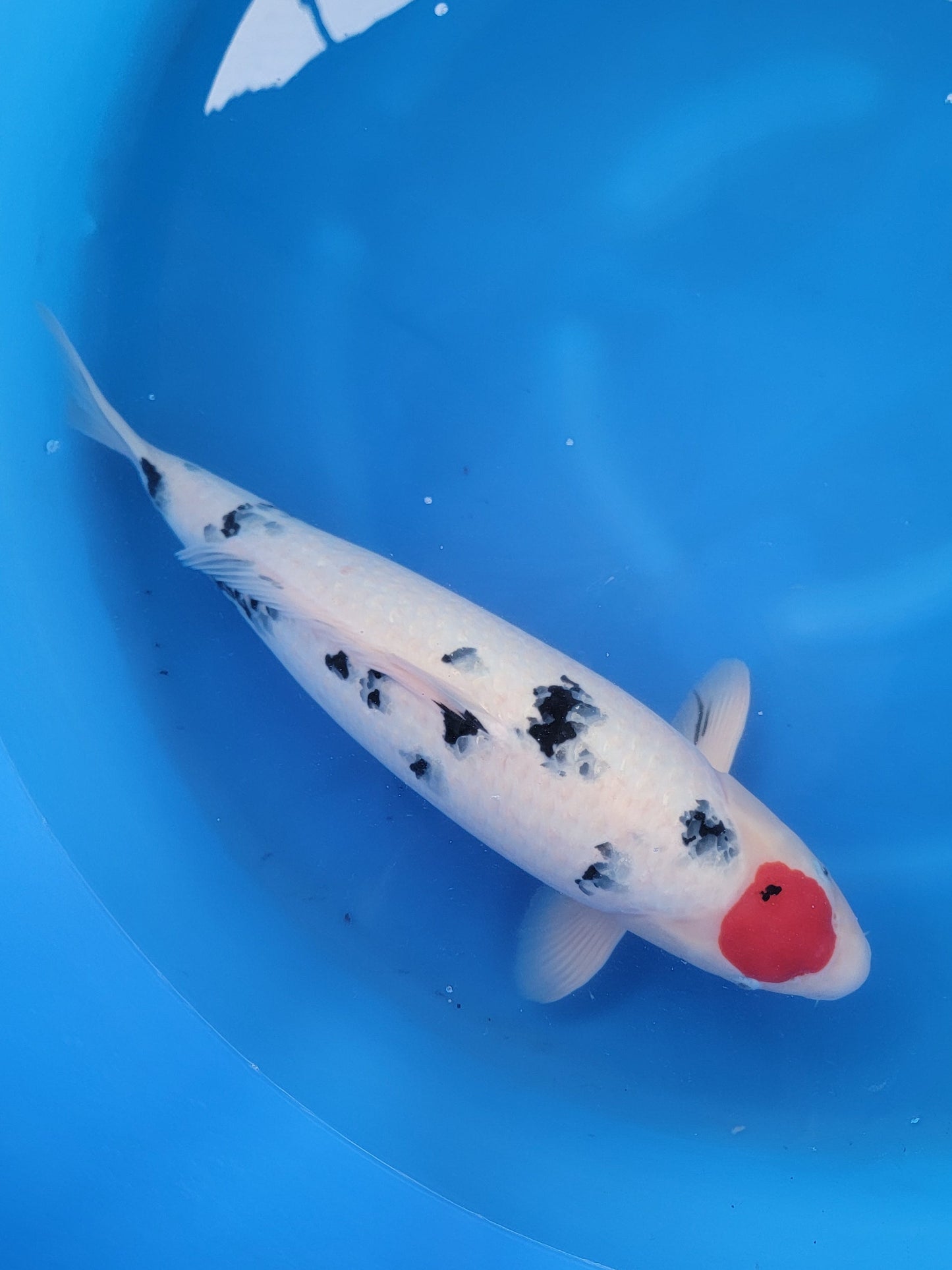Koi fish for sale — 58 cm Maruhiro Tancho Sanke at ChampKoi