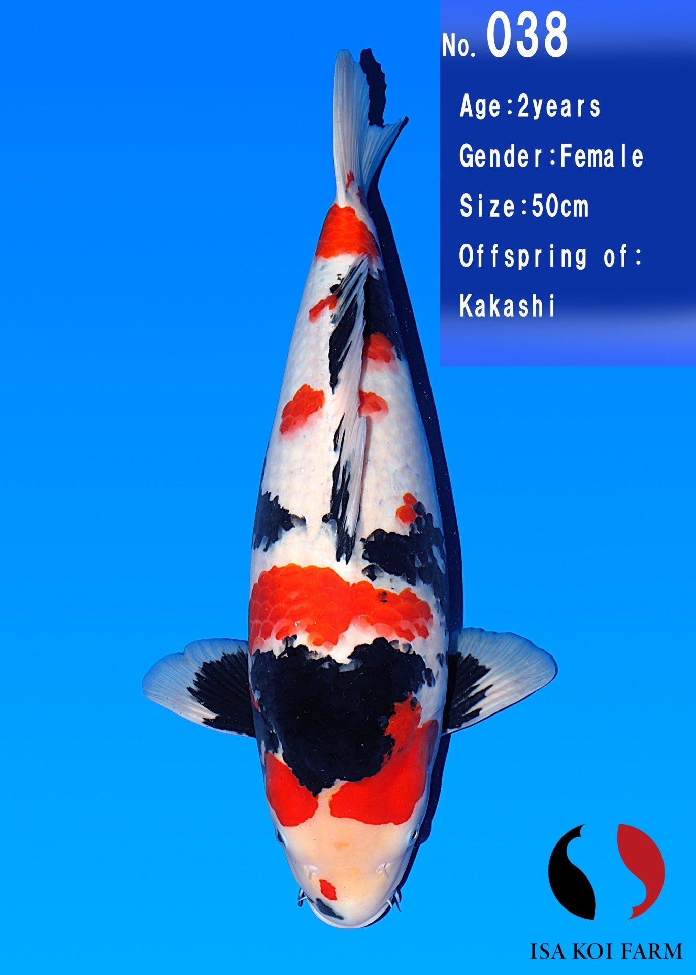 Koi fish for sale — 50 cm Isa Showa at ChampKoi