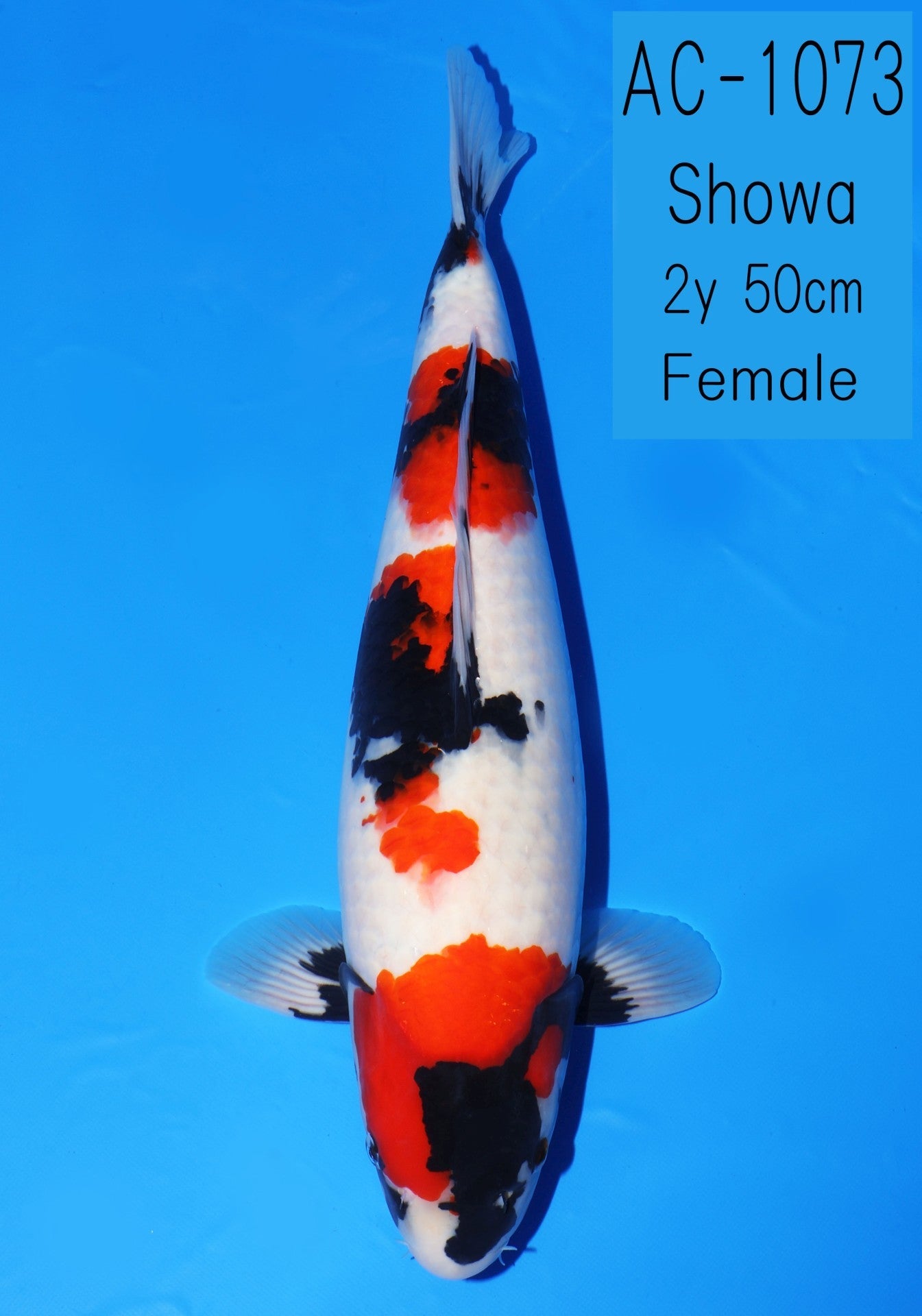 Koi fish for sale — 50 cm Ooya Showa at ChampKoi