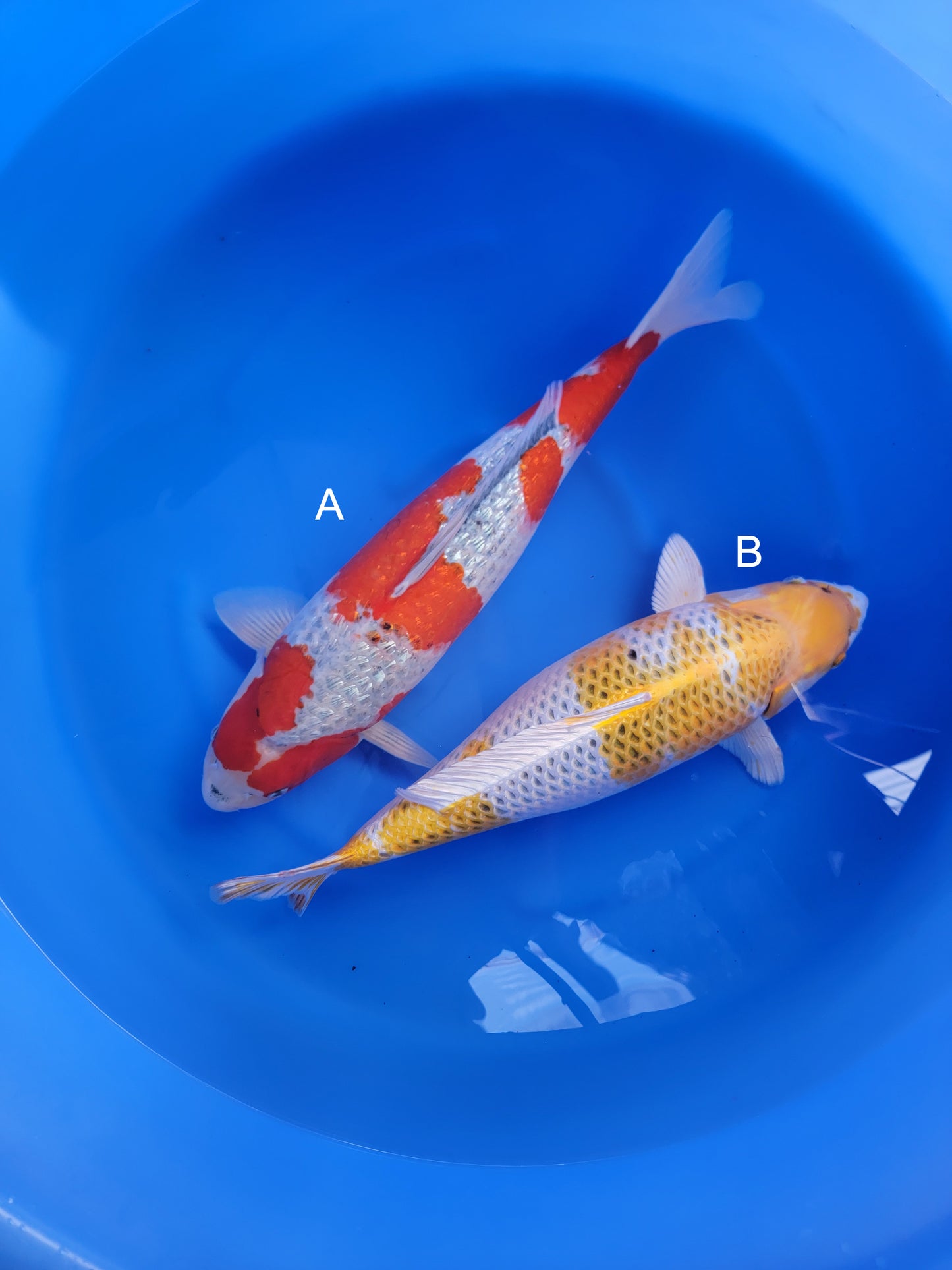 Koi fish for sale — undefined-undefined cm Ozumi Ikarashi Ginrin Goshiki at ChampKoi