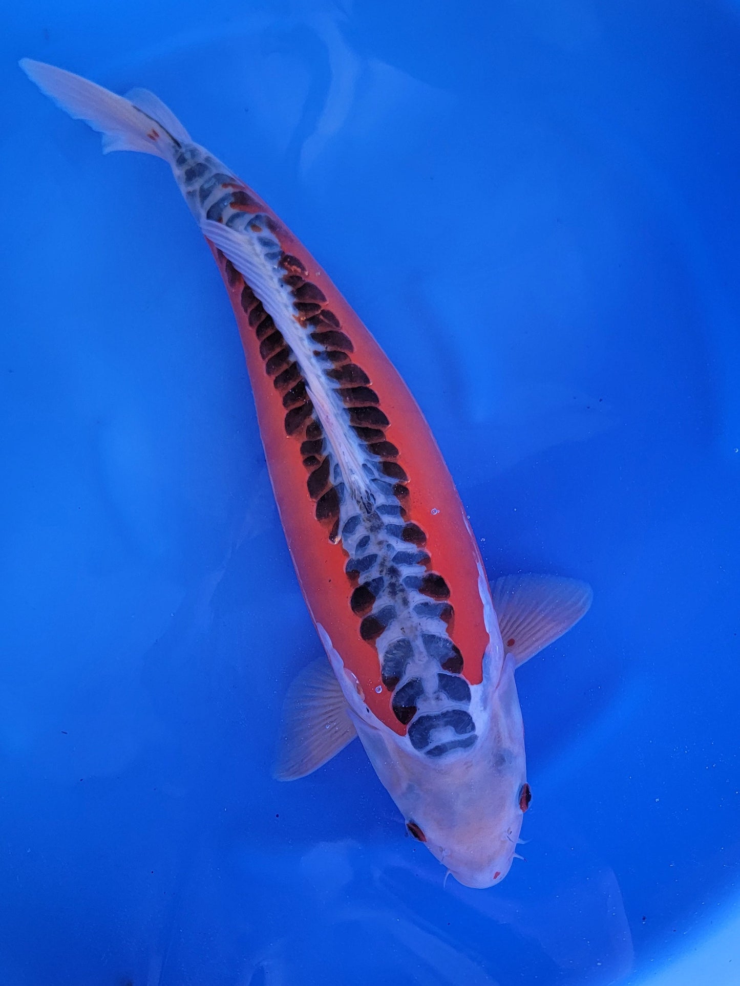 Koi fish for sale — 58 cm Ozumi Ikarashi Shusui at ChampKoi