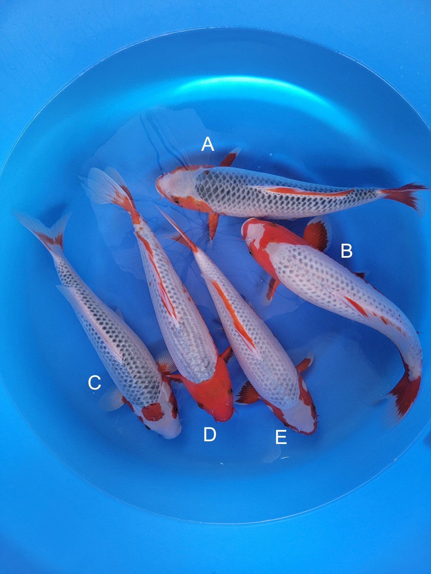 Koi fish for sale — 42-43 cm Otsuka Asagi at ChampKoi