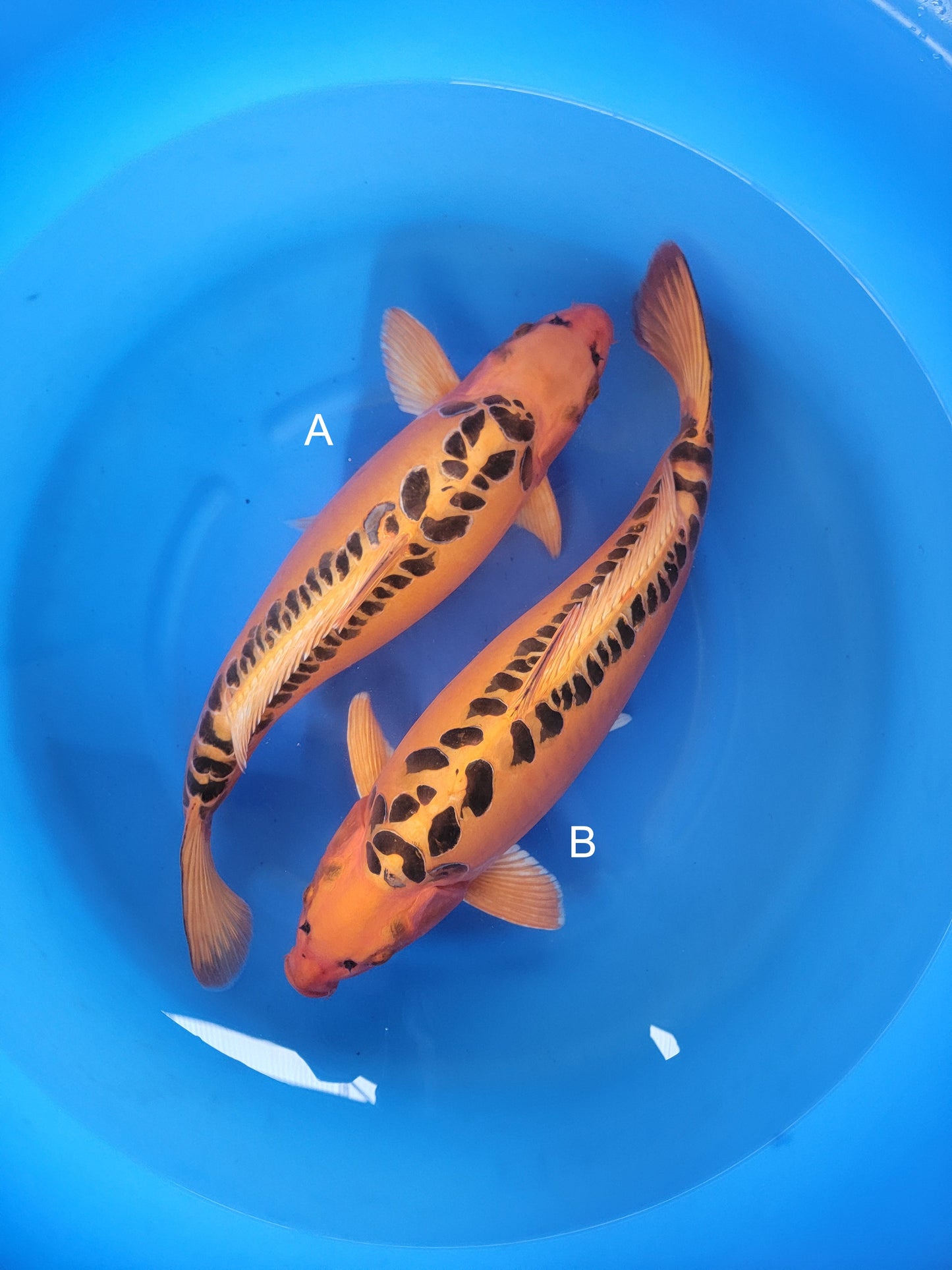 Koi fish for sale — undefined-undefined cm Marusei Mizuho Ogon at ChampKoi