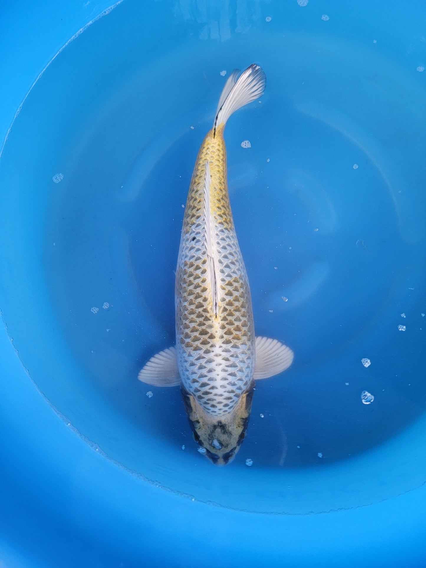 Koi fish for sale — 55 cm Marusei Kogane Ochiba at ChampKoi