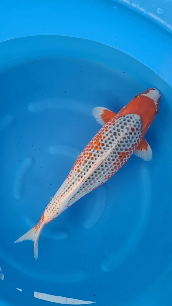Koi fish for sale — 62 cm Marusei Asagi at ChampKoi