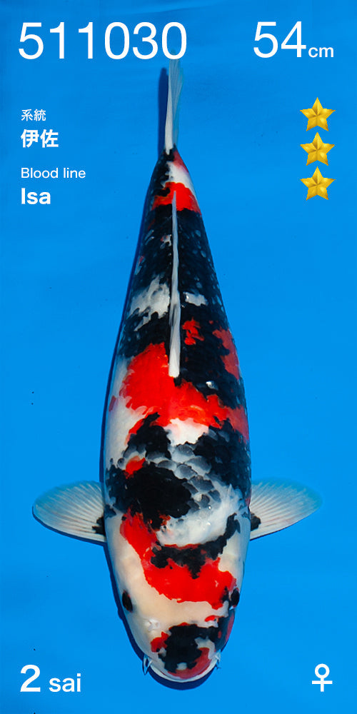 Koi fish for sale — 57 cm Ogata Showa at ChampKoi