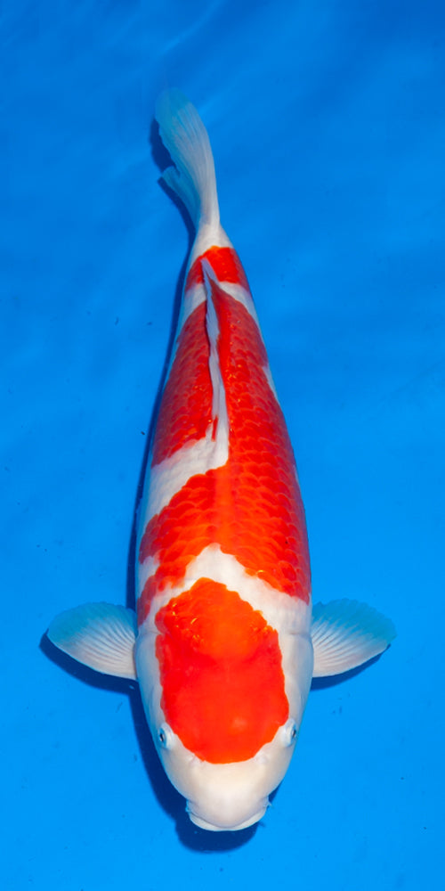 Koi fish for sale — 49 cm Ogata Kohaku at ChampKoi
