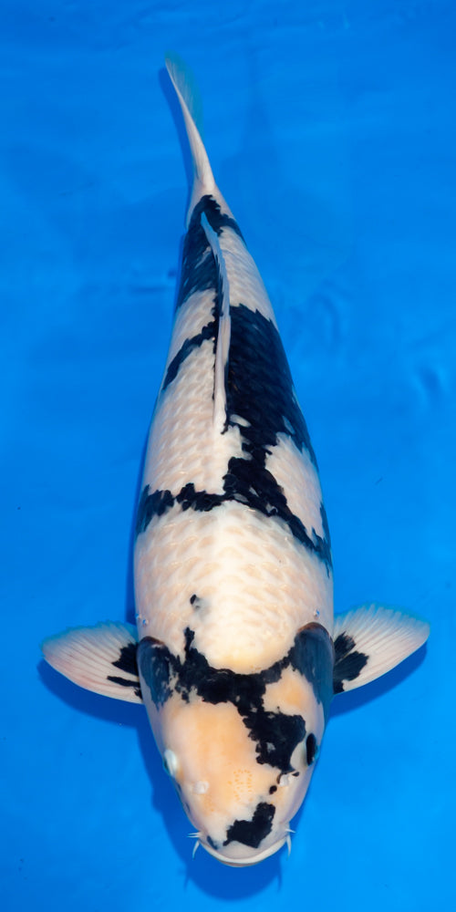 Koi fish for sale — 70 cm Ogata Shiro Utsuri at ChampKoi