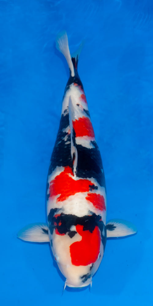 Koi fish for sale — 68 cm Ogata Showa at ChampKoi