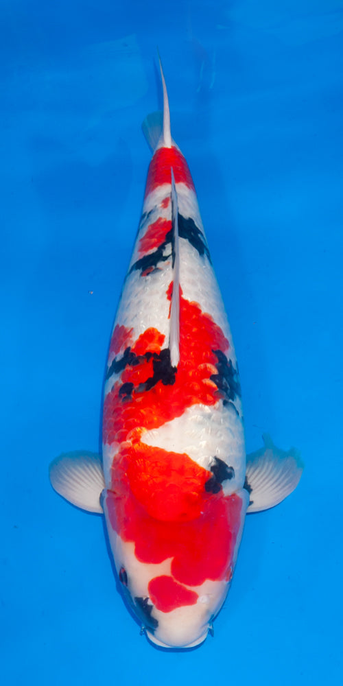 Koi fish for sale — 71 cm Ogata Ginrin Showa at ChampKoi