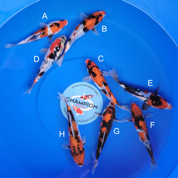 Koi fish for sale — 20-23 cm Ogata Doitsu Showa at ChampKoi