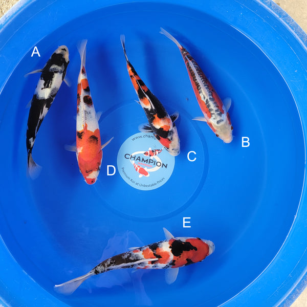 Koi fish for sale — 28-35 cm Ogata Shiro Utsuri at ChampKoi