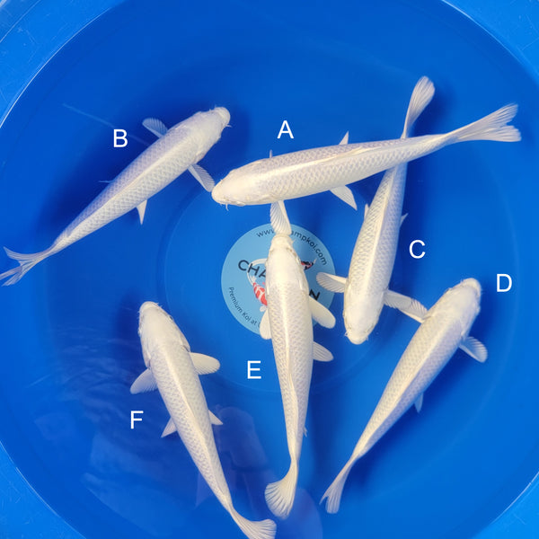 Koi fish for sale — 30-35 cm Ogata Platinum Ogon at ChampKoi