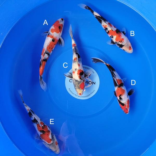 Koi fish for sale — 28-31 cm Sekiguchi Showa at ChampKoi