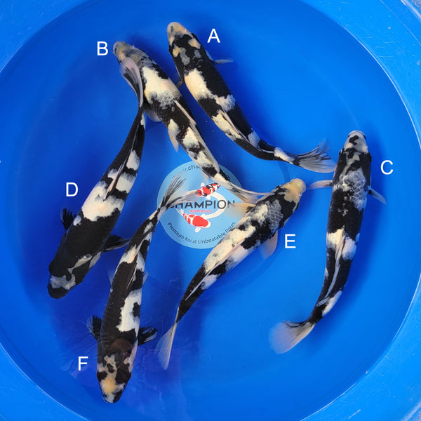 Koi fish for sale — 30-35 cm Ogata Shiro Utsuri at ChampKoi