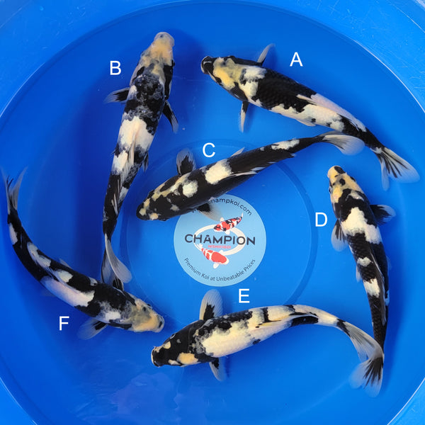 Koi fish for sale — 30-35 cm Ogata Shiro Utsuri at ChampKoi