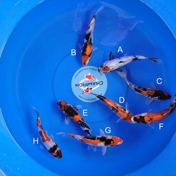 Koi fish for sale — 22-28 cm Ogata Doitsu Showa at ChampKoi