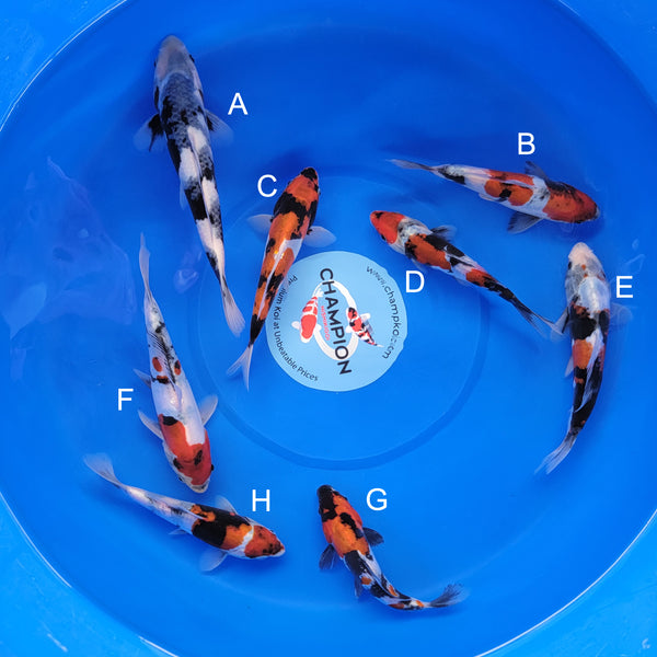 Koi fish for sale — 22-28 cm Ogata Shiro Utsuri at ChampKoi