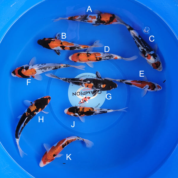 Koi fish for sale — 20-25 cm Ogata Showa at ChampKoi