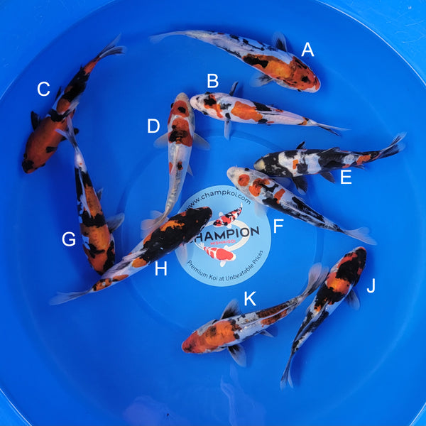 Koi fish for sale — 20-25 cm Ogata Showa at ChampKoi