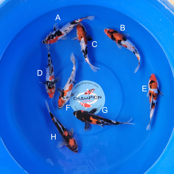 Koi fish for sale — 20-25 cm Ogata Doitsu Showa at ChampKoi