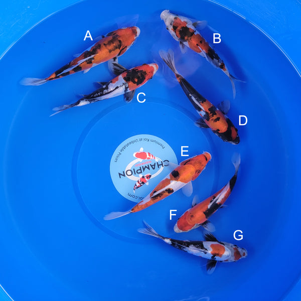 Koi fish for sale — 20-25 cm Ogata Doitsu Showa at ChampKoi