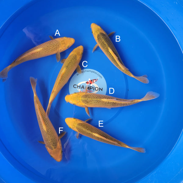 Japanese koi listing 2025MAY-010 from Taniguchi koi farm, containing Golden Corn at champkoi.com