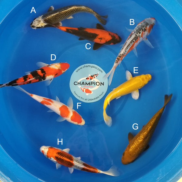 Japanese koi listing 2025MAY-014 from Ogata koi farm, containing Mukashi Ogon, Shusui, Hi Utsuri, Sanke, Yamabuki , Kohaku, Ginrin Ogon, Kujaku at champkoi.com