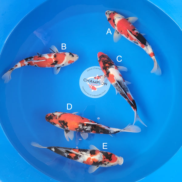 Japanese koi listing 2025MAY-023 from Ogata koi farm, containing Showa at champkoi.com