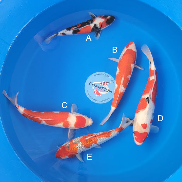 Japanese koi listing 2025MAY-025 from Ogata koi farm, containing Showa, Ginrin Kohaku, Kohaku, Sanke, Ginrin Goshike at champkoi.com