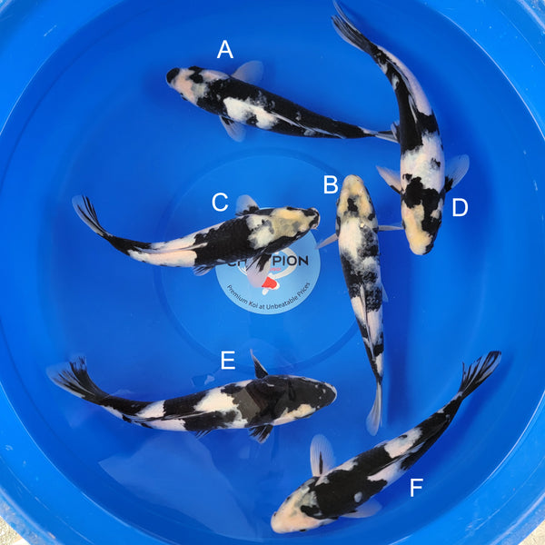 Japanese koi listing 2025MAY-026 from Ogata koi farm, containing Shiro Utsuri at champkoi.com
